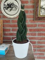 Kamerplanten, Groene kamerplant, Ophalen, Minder dan 100 cm