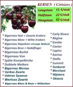 CERISIERS HAUTE TIGE, ea Bigarreau Burlat, Kordia, Regina,.., Plein soleil, Enlèvement, 250 à 400 cm, Printemps