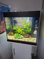 Juwel Lido 120, Dieren en Toebehoren, Ophalen, Zo goed als nieuw, Gevuld zoetwateraquarium
