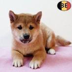 Shib Inu-puppy’s met een vossenuitstraling te koop, Dieren en Toebehoren, België, CDV (hondenziekte), 8 tot 15 weken, Meerdere