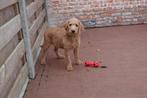 Prachtige medium Labradoodle pups (stamboom), België, Overige rassen, CDV (hondenziekte), 8 tot 15 weken