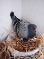 Jonge duif. !!!!!!, Dieren en Toebehoren