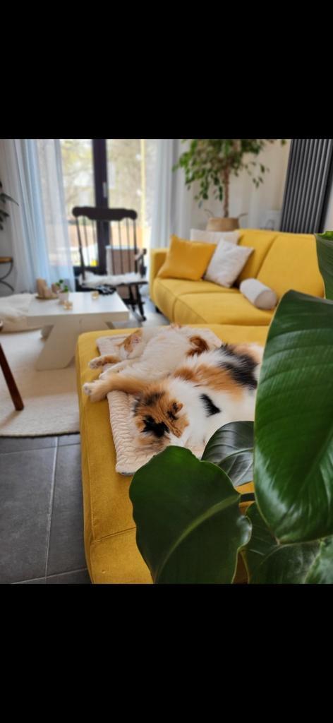 Okergele zetel, Huis en Inrichting, Zetels | Zetels, Gebruikt, Ophalen