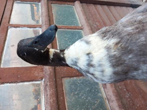 Koppels eenden, Dieren en Toebehoren, Pluimvee, Eend