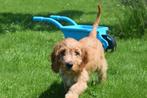 Cockapoo pups geboren in Belgie, België, 8 tot 15 weken, CDV (hondenziekte), Meerdere