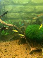 Yellow Fire garnalen, Dieren en Toebehoren
