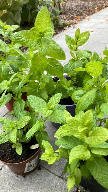 Muntplantjes beschikbaar voor biedingen