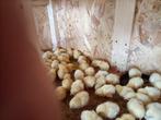 Vleeskuikens, Dieren en Toebehoren, Pluimvee