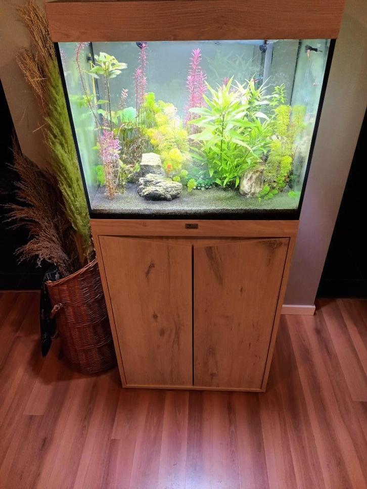 Aquarium eau douce de 120 litres (acheté en novembre 2024), Dieren en Toebehoren, Vissen | Aquaria en Toebehoren, Zo goed als nieuw