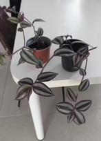 Kamerplant Tradescantia zebrina, Huis en Inrichting, Kamerplanten, Ophalen, Overige soorten, Halfschaduw, Minder dan 100 cm