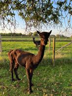 Zwarte alpaca merrie, Dieren en Toebehoren, Vrouwelijk