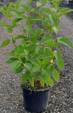 Hydrangea pan. 'Limelight' C3 / Limelight hortensia, Tuin en Terras, Planten | Tuinplanten, Overige soorten, Volle zon, Vaste plant