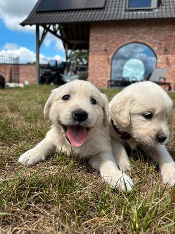 Nestje Speelse Golden Retriever Pups beschikbaar voor biedingen