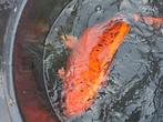 Japanse koi, Dieren en Toebehoren, Vissen | Vijvervissen
