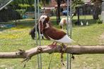 Koppel Capucijn duiven, Dieren en Toebehoren, Vogels | Duiven
