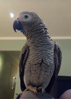 Grijze roodstaart meisje, Animaux & Accessoires, Oiseaux | Perruches & Perroquets, Femelle, Perroquet, Bagué