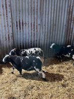 Agnelles a vendre, Ophalen