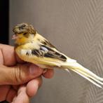 Des mal canari arlequin et chardonneret, Mannelijk, Zangkanarie