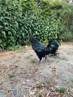 Brugse vechter, Dieren en Toebehoren, Pluimvee, Mannelijk, Kip