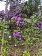 GRATIS rododendrons, Jardin & Terrasse, Plantes | Jardin, Enlèvement ou Envoi