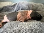 Lief tam skinny cavia zeugje, Cavia, Juni, Vrouwelijk, Tam