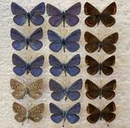 Lot POLYOMMATUS ESCHERI, Ophalen of Verzenden