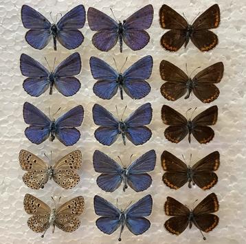 Lot POLYOMMATUS ESCHERI beschikbaar voor biedingen