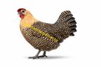 Citroenbrakel kippen jonge hennen beschikbaar, Dieren en Toebehoren, Pluimvee, Vrouwelijk, Kip
