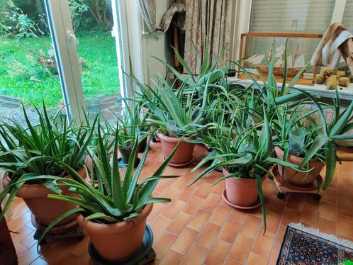 Aloe vera, Huis en Inrichting, Kamerplanten, Vetplant, Bloeiende kamerplant, Halfschaduw, Ophalen