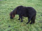 jonge merrie, Dieren en Toebehoren, Merrie, 0 tot 2 jaar