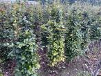 Groene beuk 160 tot 200 cm, Tuin en Terras, Ophalen, Haagbeuk, Haag, 100 tot 250 cm