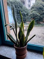 Sanseveria, Maison & Meubles, Plantes d'intérieur, Enlèvement