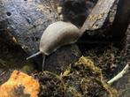 Pancake slug gezocht