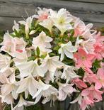 Azalea bonsai, Tuin en Terras, Halfschaduw, Overige soorten, Lente, Minder dan 100 cm