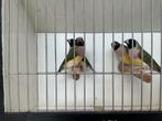 Gouldamadines, Dieren en Toebehoren
