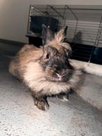 Konijn te koop met alles erbij!, Dieren en Toebehoren, Konijnen, Mannelijk, Middelgroot, 0 tot 2 jaar