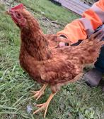 Haan ( Isa brown), Dieren en Toebehoren