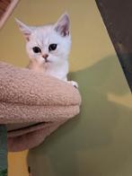 British korthaar zilver black, Dieren en Toebehoren, Katten en Kittens | Raskatten | Korthaar, Kater, Gechipt, 0 tot 2 jaar