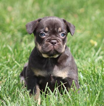 Franse Bulldog pups Choco-tan  beschikbaar voor biedingen