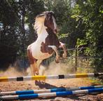 PuraVida PaddockParadise zoekt een paardenliefhebber (18+), Animaux & Accessoires, Poneys