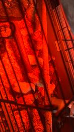 Europese serama kuikens, Animaux & Accessoires, Volatiles, Poule ou poulet