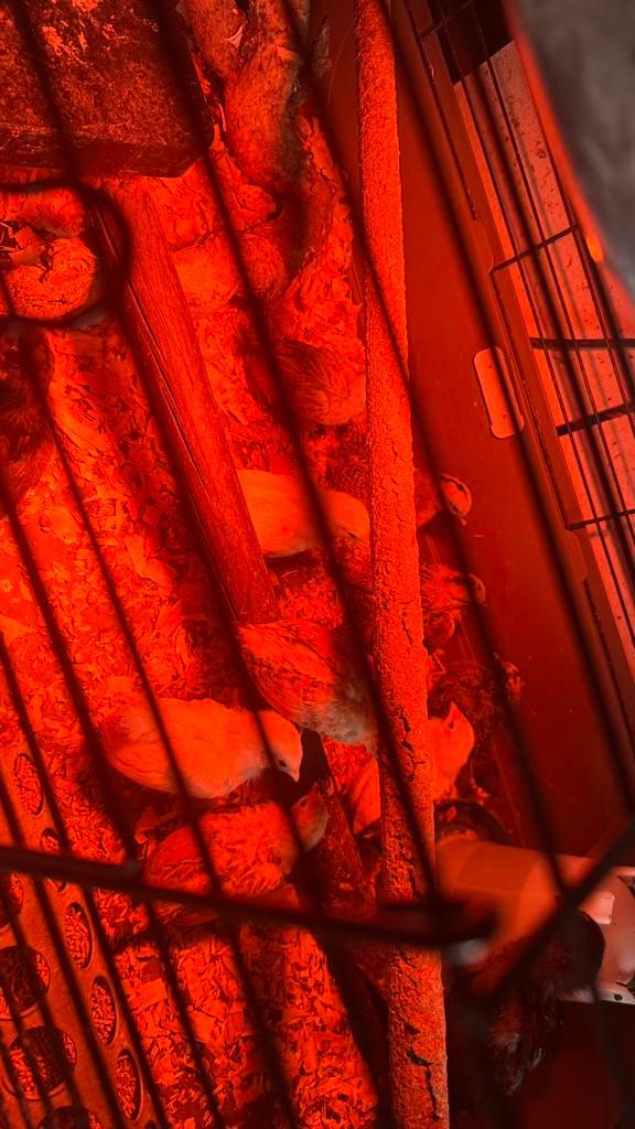 Europese serama kuikens, Animaux & Accessoires, Volatiles, Poule ou poulet