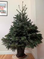 Sapin Nordmann en pot - 170cm, Jardin & Terrasse, Enlèvement, Ne fleurit pas, En pot