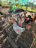 14 kippen en 5 haantjes, Dieren en Toebehoren, Pluimvee, Kip