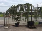 Cedrus atlanticus ( treurspar ), Ophalen, In pot, Treurboom