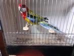 Rosellas, Dieren en Toebehoren, Vogels | Parkieten en Papegaaien