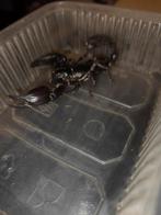 Aziatische bos schorpioen, Spin of Schorpioen