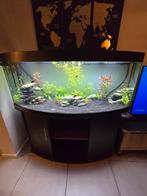 Aquarium Juwel vision 450l, Ophalen of Verzenden, Zo goed als nieuw