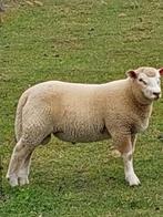 Zwaar ramlam, Dieren en Toebehoren, Mannelijk, Schaap, 0 tot 2 jaar