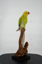 Opgezette Bergparkiet - Wildernis Atelier, Ophalen of Verzenden, Nieuw, Vogel, Opgezet dier